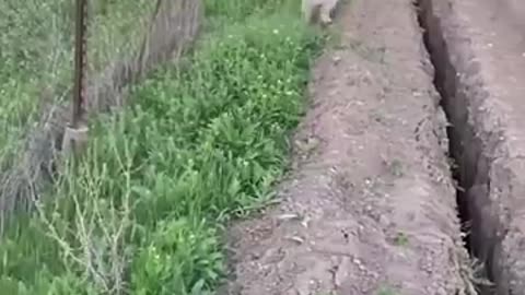 Funny video animals 2025 January- dog and cat