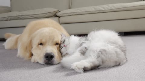 📌 Cats Raised by Dogs Reunite After Separation | Their Reactions Are Priceless! 🐱🐶💖