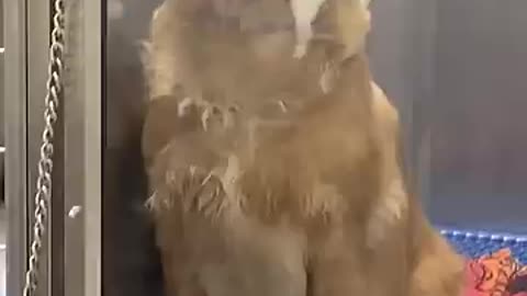 Adorable Mother Golden Retriever Shows Off Her Puppies