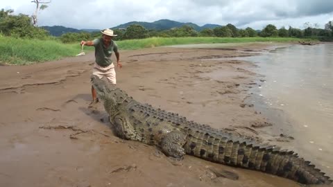 Man Risks It All to Feed a Giant American Crocodile! (What Was He Thinking?!) 🤔