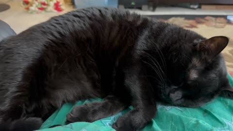 Cute Precious Piper Shows How to Sleep Peacefully - My Adopted Shelter Cat Vlog