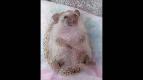 The children brought a little hedgehog.