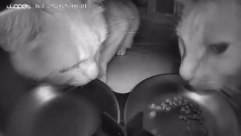 🤣🐾 Unbelievable Bond! Brothers No Matter The Species | FunFM