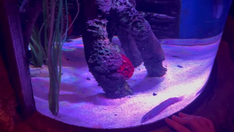#SeaLife #Aquarium #AmericanDreamMall