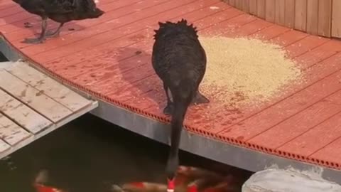 swan feeding fish in the lake