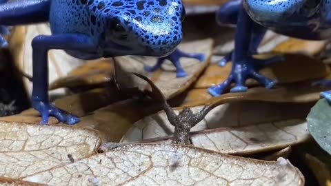 Blue poison dart frogs hunting some fruit flies for eating....