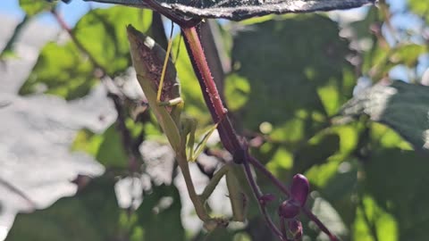 Reposting Mother Mantis Hanging Out in my Bean Patch 10/03/2024