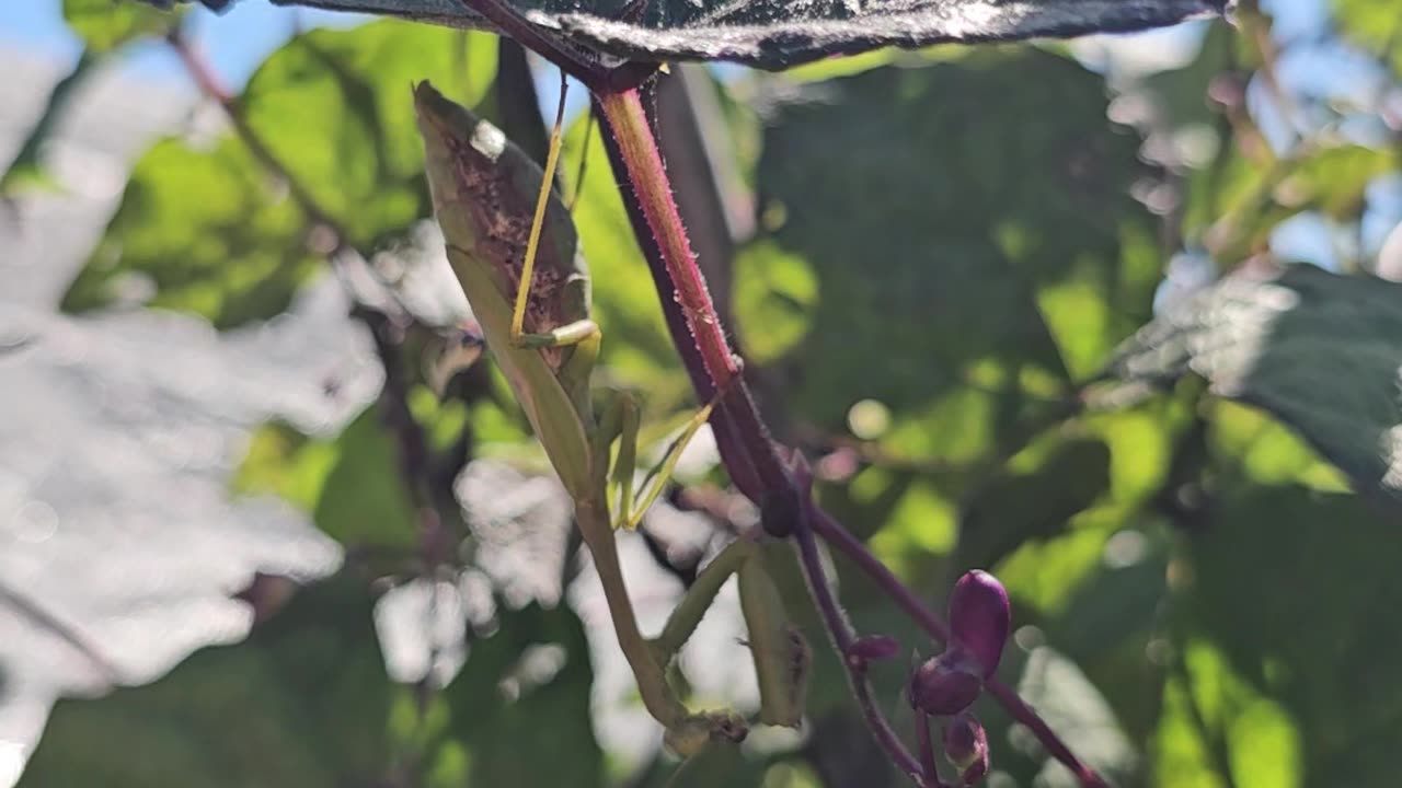 Reposting Mother Mantis Hanging Out in my Bean Patch 10/03/2024