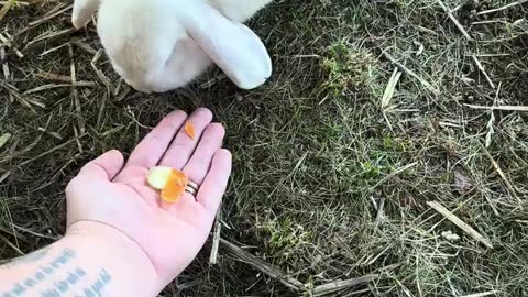 vit kanin med blå ögon upptäcker mat