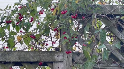 Mice 🐭🐁 playing & eating berries in the city 🏙️