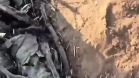 Pig slaughter in Chasov Yar