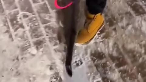 Everyone doesn't like the cold, even they