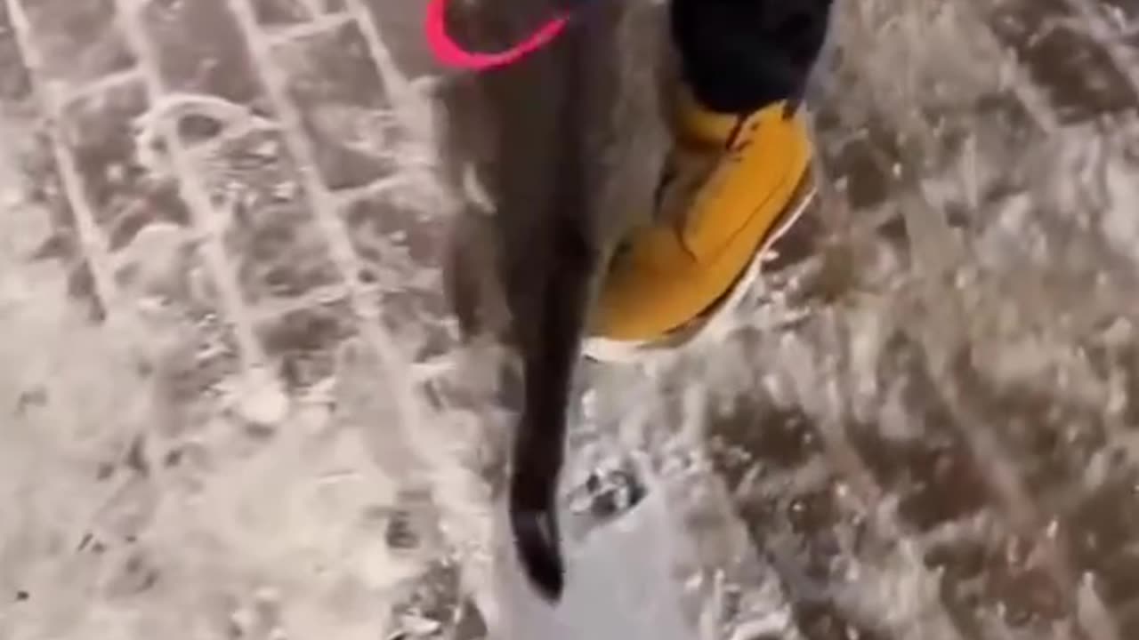 Everyone doesn't like the cold, even they