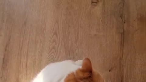 Cat Purrs While Owner Spins Him