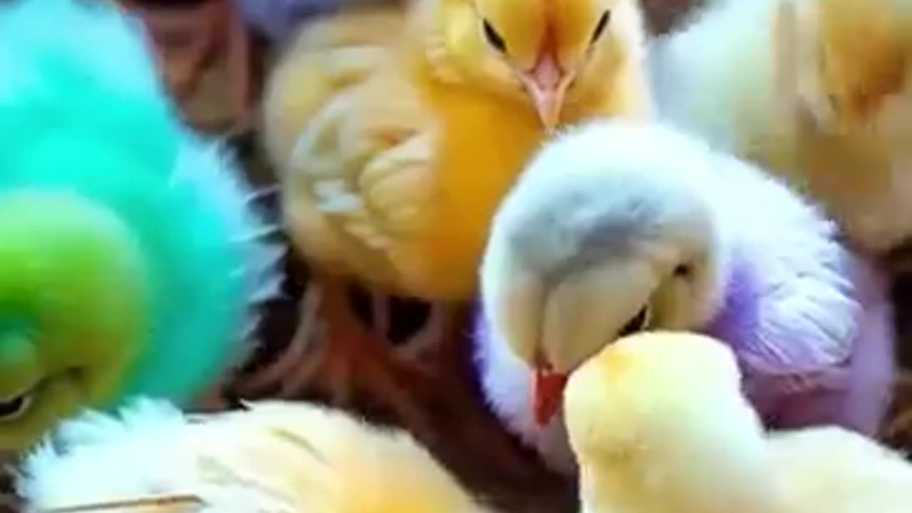 chicken relaxing voice