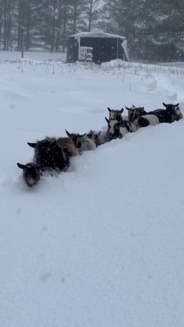 Goats Trudge Through Deep Snow