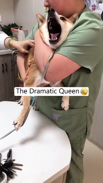 Dog In Vet🥺😂🤣
