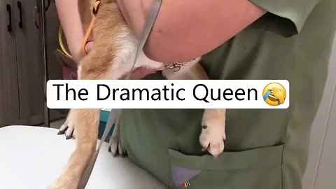 Dog In Vet🥺😂🤣