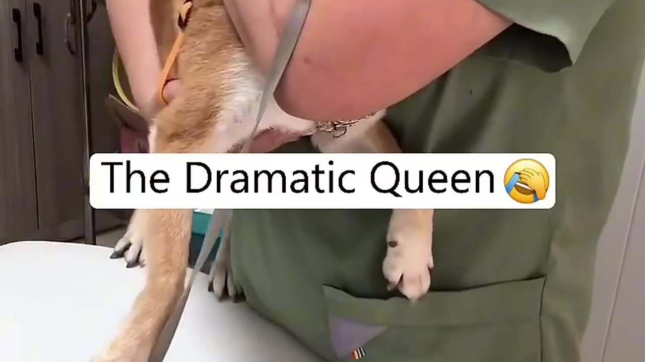 Dog In Vet🥺😂🤣