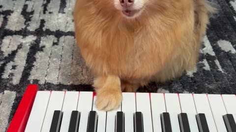 Dog Plays Song About Her New Baby Brother