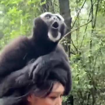 “Do Monkeys Ever Get Tired of Noise?”