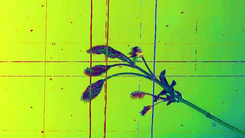 Jenny Kiss'd Me (short poem)