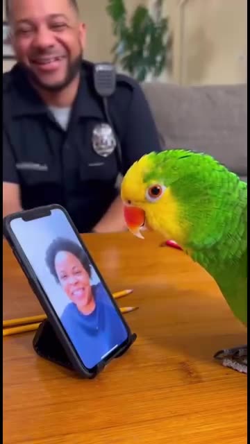 Parrot 🦜 funny video funny 😁 talk