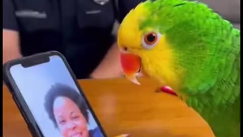 Parrot 🦜 funny video funny 😁 talk
