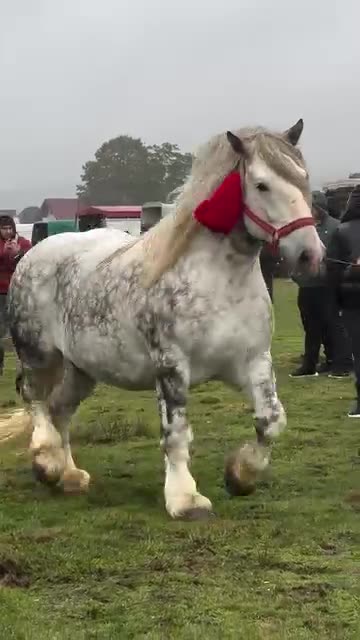 Very beautiful 🤩 horse 🐎