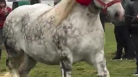 Very beautiful 🤩 horse 🐎