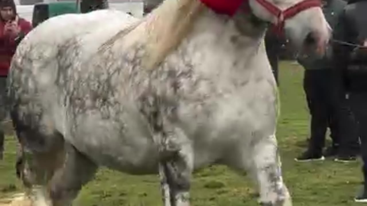 Very beautiful 🤩 horse 🐎