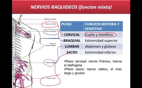 SAVIA REGULAR 2025 | Semana 17 | Anatomía
