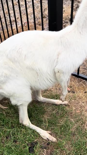 White kangaroo 🦘