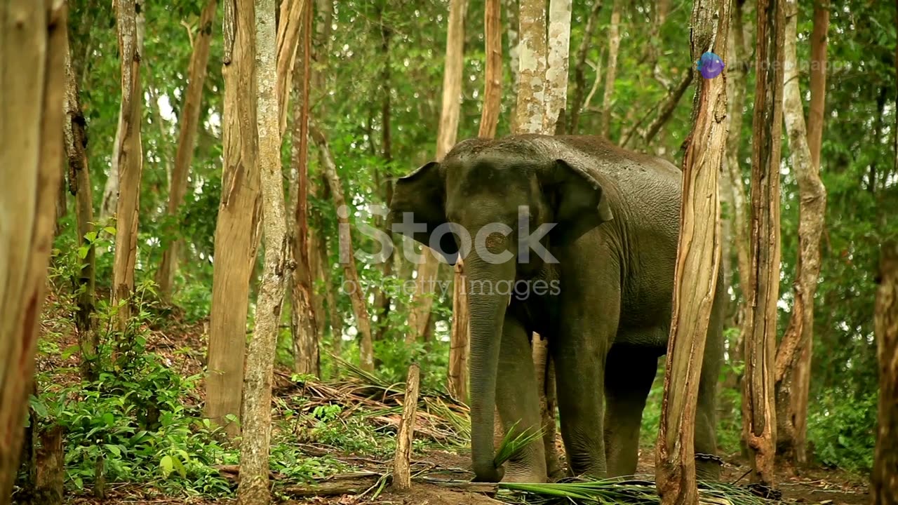 "A Gentle Giant's Help"
