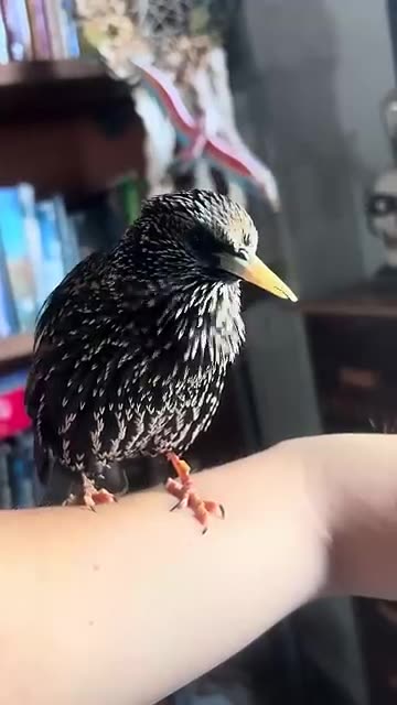 Starling makes lots of different noises