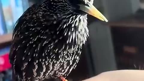 Starling makes lots of different noises