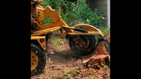 Queretaro Tree Service