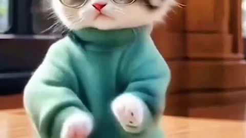 Cute cat dance