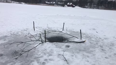 Today's ice bath in a frozen lake❄️
