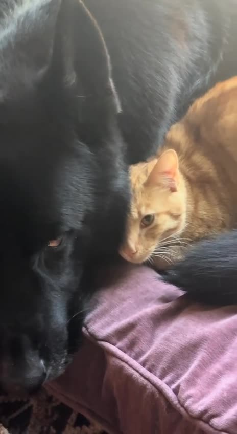 Showing appreciation to the big protector