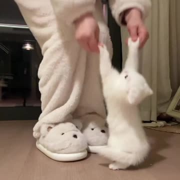 A Day in the Life of a Cat and Dog