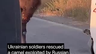 🐪💥 Ukraine Russia War | Ukrainian Soldiers Rescue Camel Exploited by Russians | RCF