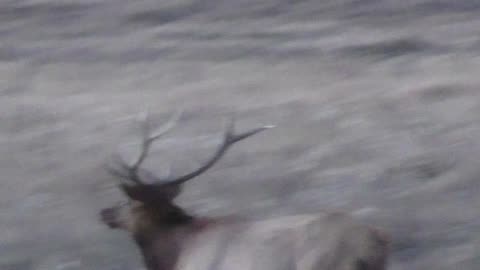 Rare 6 point bull Elk