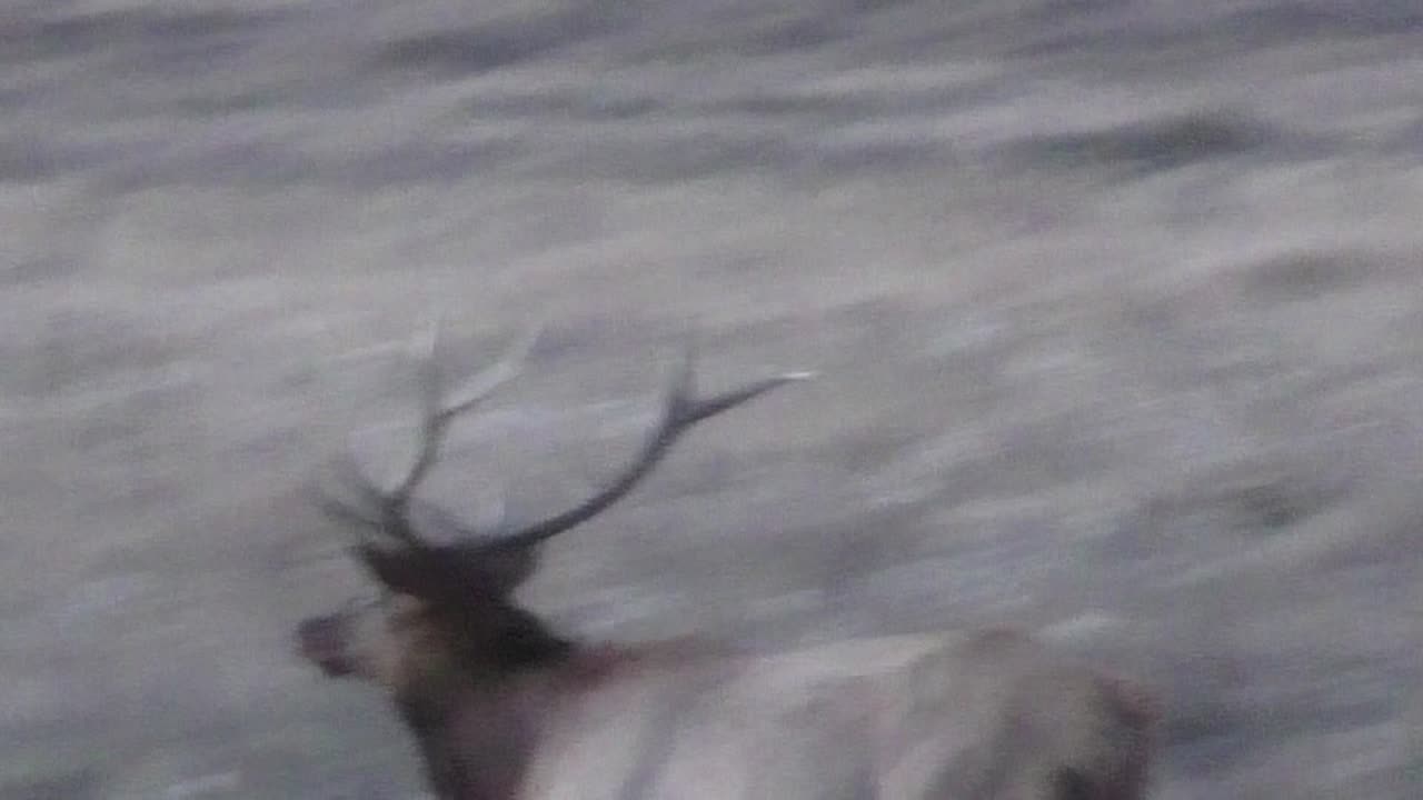 Rare 6 point bull Elk