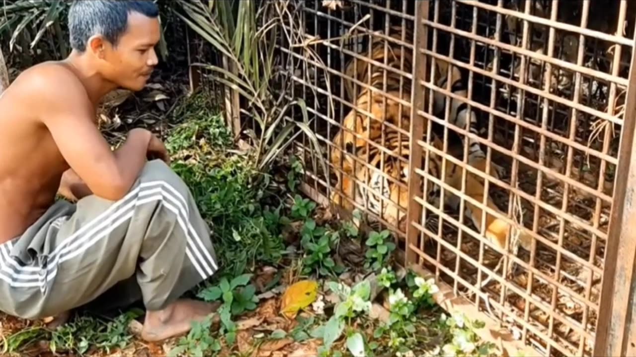 Sumatran Tiger Attacks