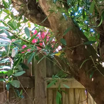 1.1.2025 Spotted Catbird