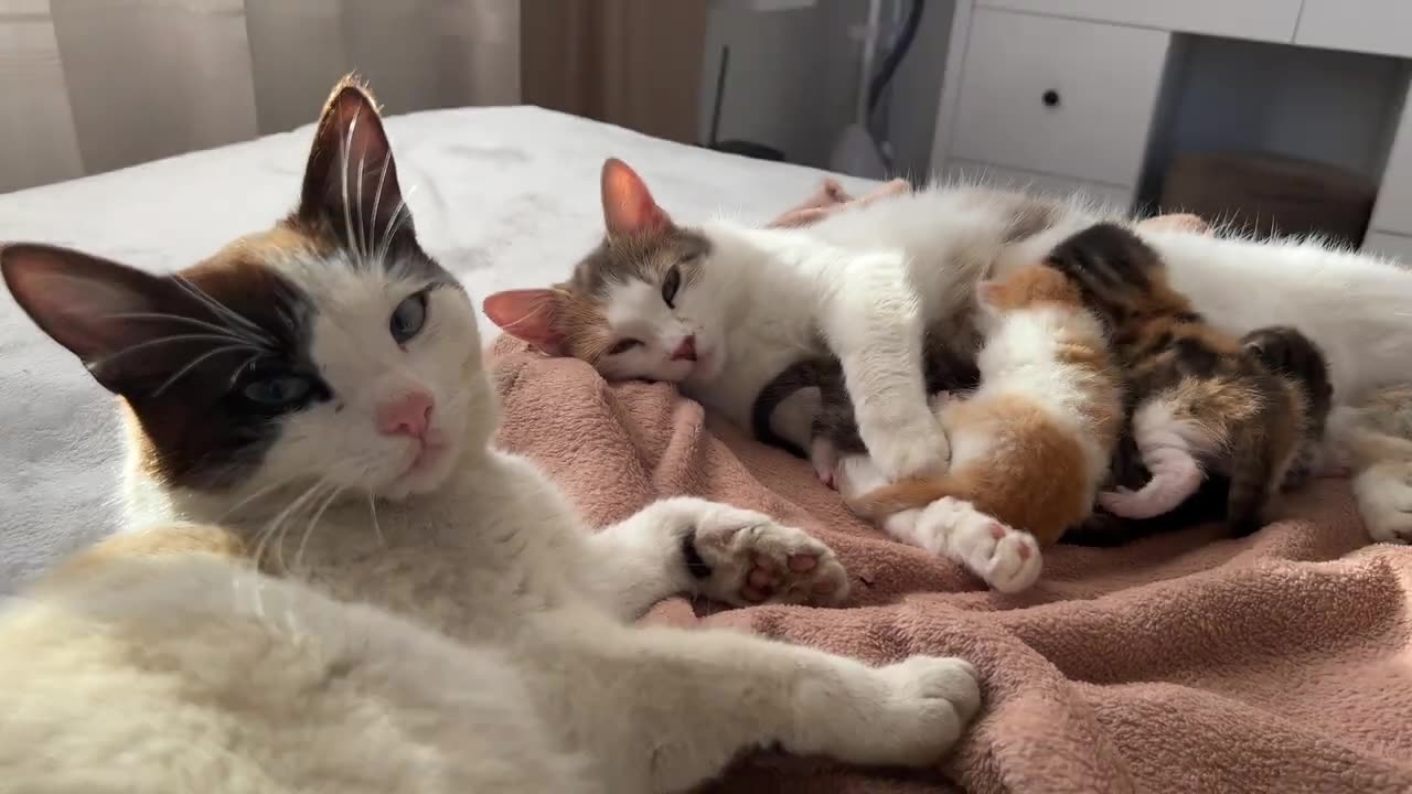 Dad Cat Protects Mom Cat with Tiny Kittens