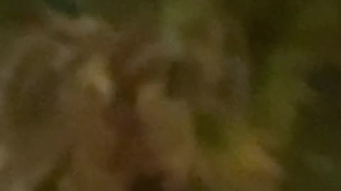 👁️🤯 Incredible UFO Sighting in Mexico! You Won't Believe This! | TheTruthAbove