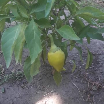 Sweet pepper is ripe