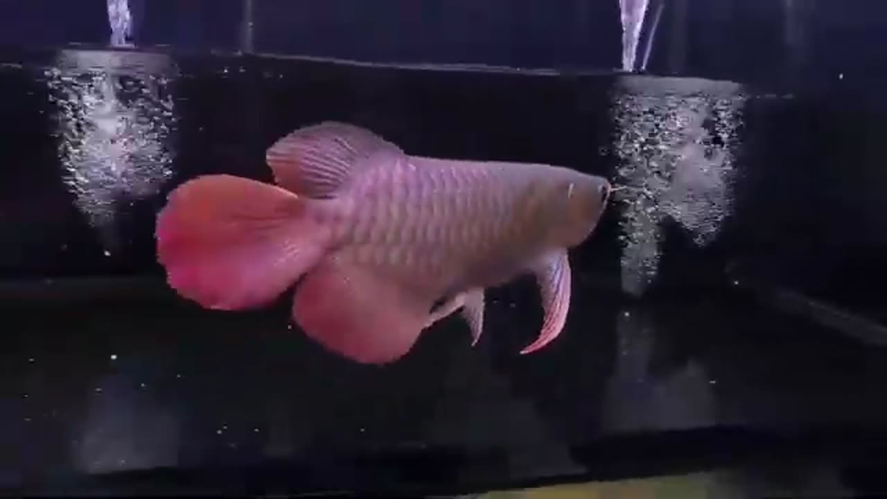 【龍爵士】賽級 印尼紅 (4)